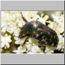 Cetonia sp - Kaefer 02a 20mm.jpg